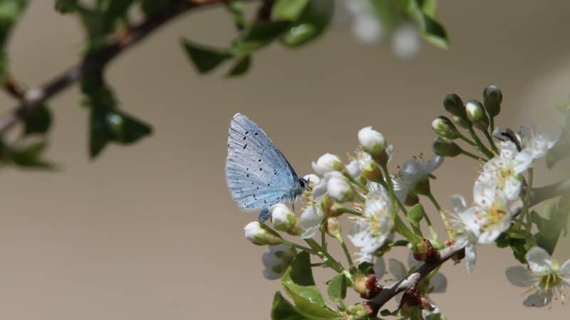 Biodiversity, Evolution And Biogeography Of Plants